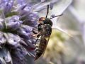 Coelioxys sp.